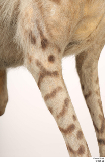 Striped Hyena Hyaena hyaena leg 0013.jpg